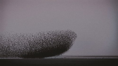 suki chan interval ii